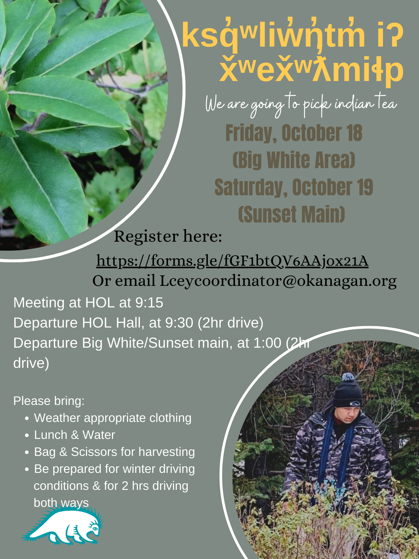 Reminder: ksq̓ʷliw̓n̓tm̓ iʔ x̌ʷex̌ʷƛ̓miɬp – We are going to pick Indian Tea