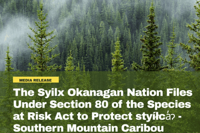 The Syilx Okanagan Nation Files Under Section 80 of the Species at Risk Act to Protect styíłca̓ɂ – Southern Mountain Caribou