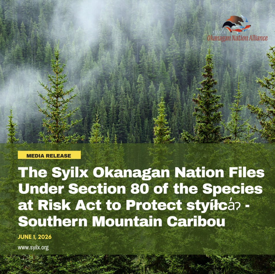 The Syilx Okanagan Nation Files Under Section 80 of the Species at Risk Act to Protect styíłca̓ɂ – Southern Mountain Caribou